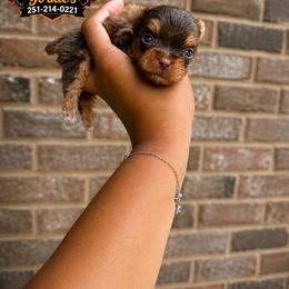 Girl 2 - Chocolate and tan female Yorkshire Terrier puppy in Mobile, Alabama from Ace of Spades Yorkies