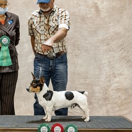 Rosco - Teddy Roosevelt Terrier