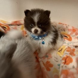 Chocolate parti MALE - Chocolate parti male Pomeranian puppy in Tyler, Texas from Aukland’s Poms
