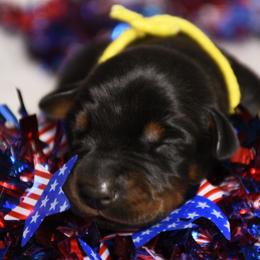 Girl 1 - Black and rust female Doberman Pinscher puppy in Overton, Texas from Obsidian Kennel