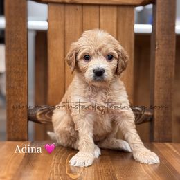 Adina - Cream female Goldendoodle puppy in Lancaster, Minnesota from North Star Dog Training