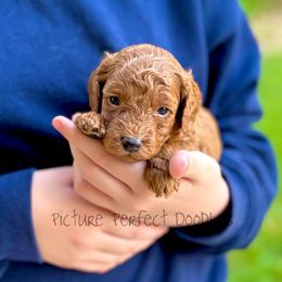 Purple collar - Red male Cavapoo puppy in St George, Utah from Picture Perfect Doodles