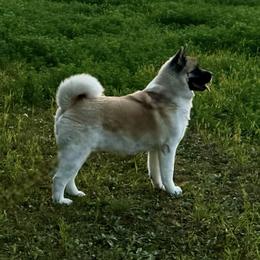 Billie Jean - Akita