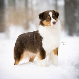 Nora - Australian Shepherd