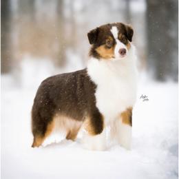 Nora - Australian Shepherd