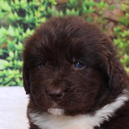 Boatswain - Brown male Newfoundland puppy in Dalton, Ohio from Newfforu
