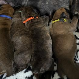 Yellow collar - Fawn female Boxer puppy in Rochester, Washington from Holly's Boxers of Rochester