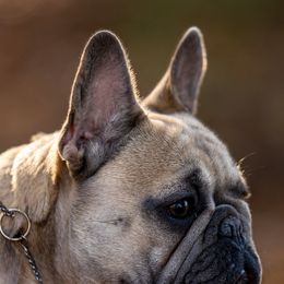 Melody - French Bulldog
