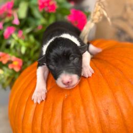 Boy 1 - Black-White - Black and white male Border Collie puppy in Minden, Iowa from Rocking N Registered Border Collies & Labradors