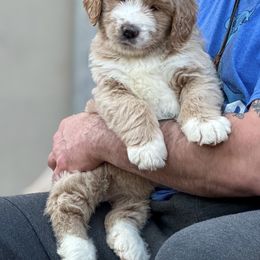 Bernedoodle, Goldendoodle, and Golden Mountain Doodle Puppies from Sonoran Standard Doodles