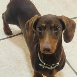 Henley - Dachshund