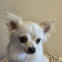 LuLu - Pomeranian