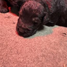 Gray Male - Pepper and salt male Giant Schnauzer puppy in Pearland, Texas from K & S Schnauzers