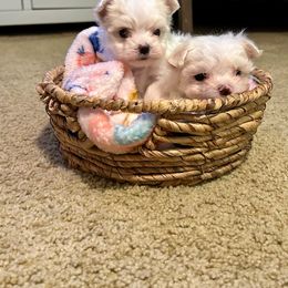Maltese Puppies from Missy's Maltese