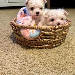 Maltese Puppies from Missy's Maltese