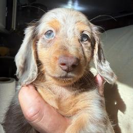 Lindor - Dapple female Dachshund puppy in Attapulgus, Georgia from KJRC Kennels