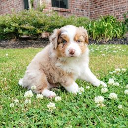 Australian Shepherd Puppies from Forte Australian Shepherds & Co.