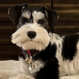 Miniature Schnauzers from 92882 Schnauzerville