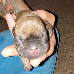 French Bulldog Puppies from 4 Leaf Frenchies