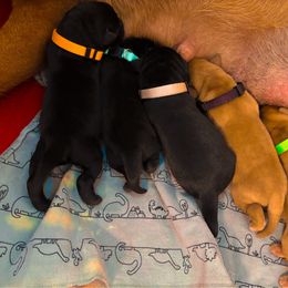 Fox Red Baby Girl Green Collar - Yellow female Labrador Retriever puppy in Ulman, Missouri from Landon J Farms Labrador Retrievers