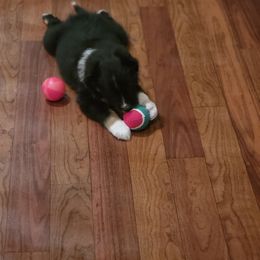 Australian Shepherd Puppies from Summit Australian Shepherds