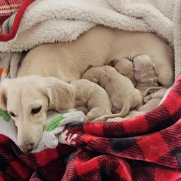 Dachshund Puppies from Cambria’s Southern Paws