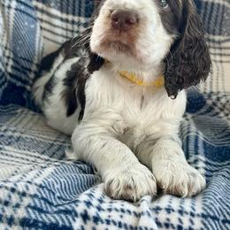 Orbit - Liver white and tan male English Springer Spaniel puppy in Livingston, Montana from Yellowstone Springers