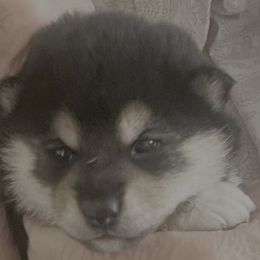 Addy Alpha Girl 3 - Black and tan female Shiba Inu puppy in Brecksville, Ohio from Shomaisou Shiba Inu