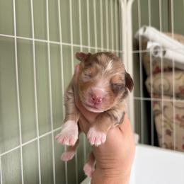 Muscovy - Red merle male Miniature American Shepherd puppy in Groesbeck, Texas from Empire Miniature American Shepherds