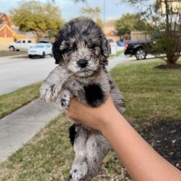 LSU - Merle female Goldendoodle puppy in Humble, Texas from Simply Dane Doodles