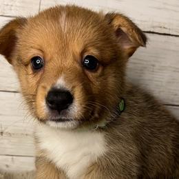 BB boy 2 - White and red male Pembroke Welsh Corgi puppy in Dickinson, Texas from Gulf Coast Corgis