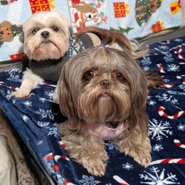 Shih Tzu puppies from Sweetz Kennelz