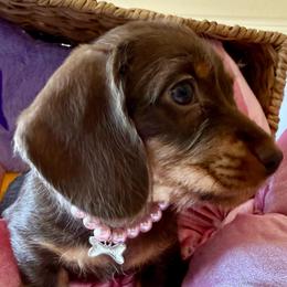 Rachel - Chocolate and tan female Dachshund puppy in Homedale, Idaho from Jeff & Joette