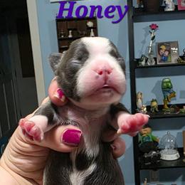 Honey - Blue female Boston Terrier puppy in Columbus, Ohio from Bryn's AKC Bostons