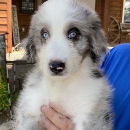 Aussiedoodle, Australian Shepherd, and Toy Australian Shepherd Puppies from Tumblin T Aussies and Aussiedoodles