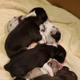 Border Collie Puppies from Balmoral Border Collies