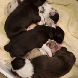 Border Collie Puppies from Balmoral Border Collies