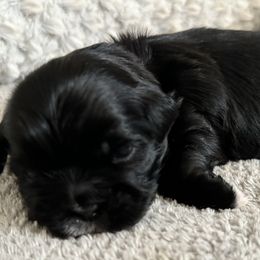 Maltese, Pomeranian, Shih Tzu, and Yorkshire Terrier Puppies from Gibbs Gorgeous Paws LLC