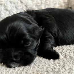 Maltese, Pomeranian, Shih Tzu, and Yorkshire Terrier Puppies from Gibbs Gorgeous Paws LLC