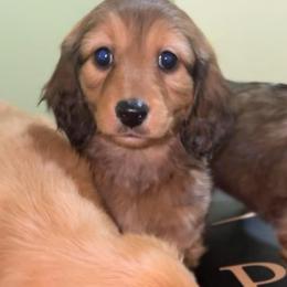 Bonnie (RUSSIAN LINES) - Red female Dachshund puppy in Goldthwaite, Texas from Mini Mama Dachshunds