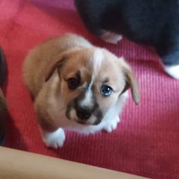 Pembroke Welsh Corgi Puppies from Gary's Pembroke Welsh Corgis