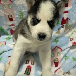 Siberian Husky Puppies from McDonald's Homegrown Huskies