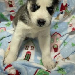 Siberian Husky Puppies from McDonald's Homegrown Huskies