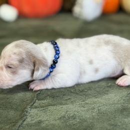 Wrigley - Dapple male Dachshund puppy in Lincoln, Arkansas from Red Dirt Dachshunds