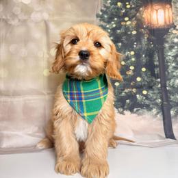 Mocha - Apricot male Cavapoo puppy in Pocasset, Massachusetts from Mini Goldendoodles of Cape Cod