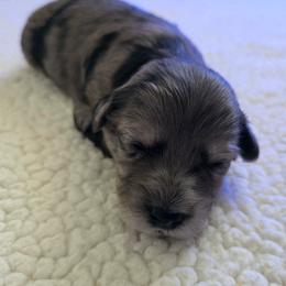 Male 2 - Silver brindle male Havapoo puppy in Medina, Ohio from Momma's Minis