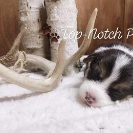 Pembroke Welsh Corgi Puppies from Top-Notch Paws