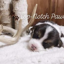 Pembroke Welsh Corgi Puppies from Top-Notch Paws