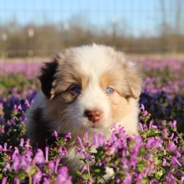Lady - Red merle female Australian Shepherd puppy in Star City, Arkansas from Blush & Lace Aussie Co.