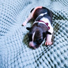 Boy 2 - male Kromfohrlander puppy in Pickerington, Ohio from Learykl Kromfohrlanders